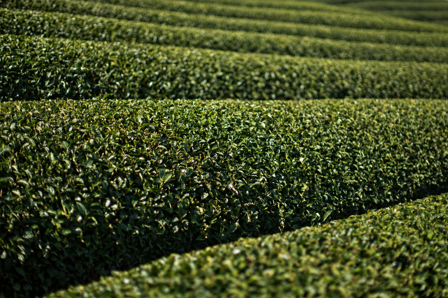 Tea landscape in Wazuka, Kyoto